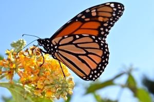 Create Your Own Pollinator Garden - Lunch &amp; Learn